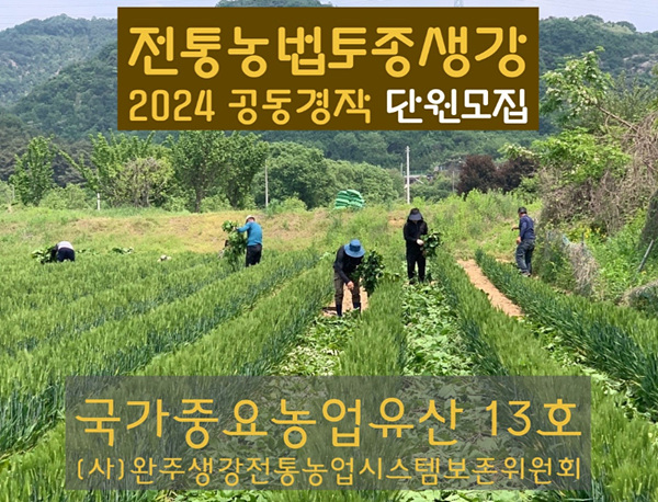 [마을소식] 완주 생강보존위원회, 2024년 공동경작단원 모집