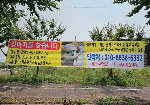 [마을소식] 은하리에서 실종된 치와와 아리를 찾습니다
