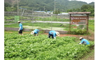 한국기술교육대학교 학생들 농활