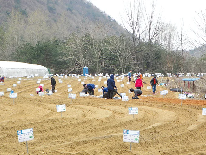 두억마을 시민텃밭 인기 최고