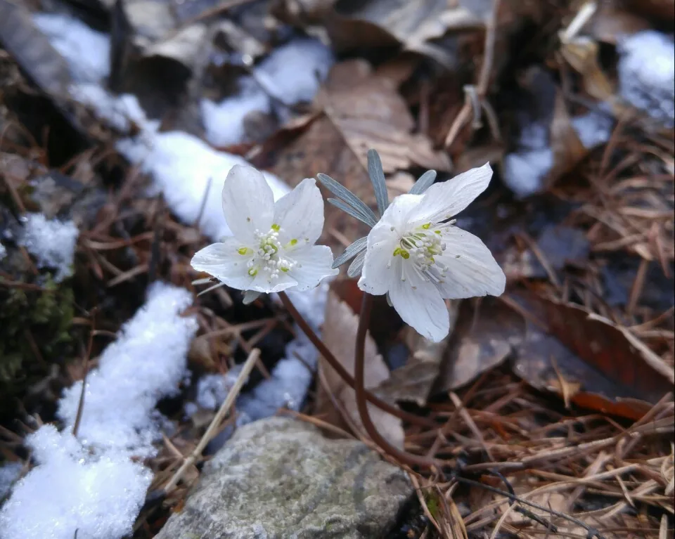 temp 1457148333124. 1412600115