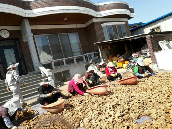 서두마을 소식 사진 생강 고르기