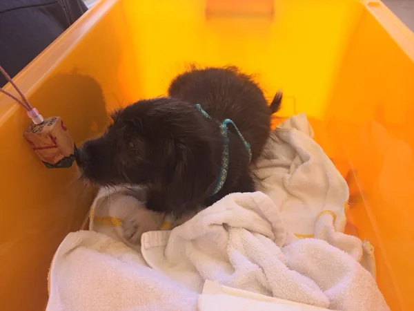 7월 유기견 사진