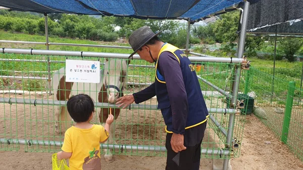 조랑말 먹이 주기 설명해주는 어르신