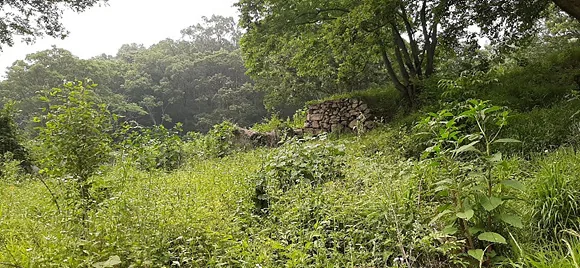 마을소식 장효진 (2)