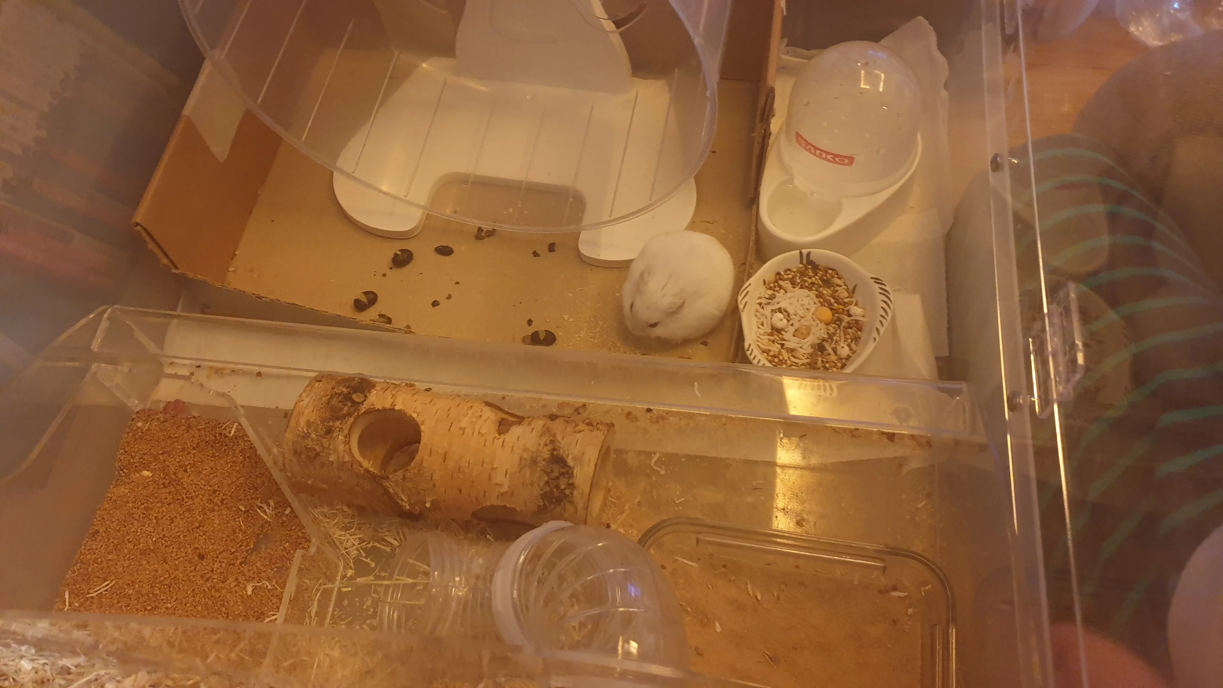 [강민수]햄스터 사진