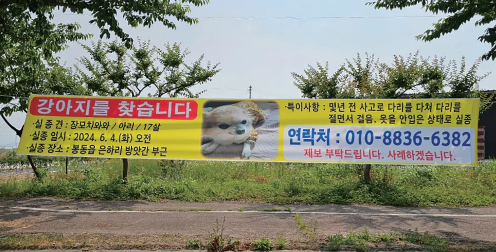 은하리에서 실종된 치와와 아리를 찾습니다