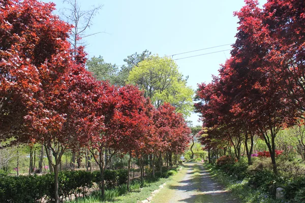 정원으로 들어가는 입구에 홍단풍 무리가 줄지어 서있다.