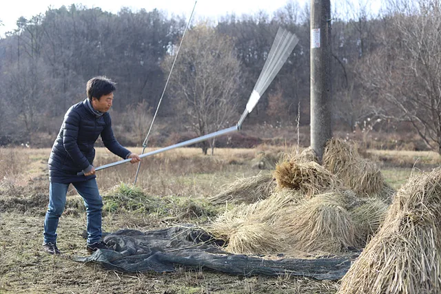 낫으로 벤 토종벼 이삭에 도리깨질하며 낟알을 받아내고 있다 (2)