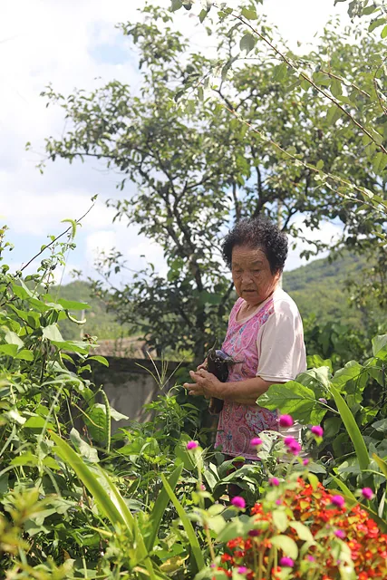 가지고 가라며 텃밭의 작물들을 서둘러 갈무리 하시는 옥선할머니 (2)