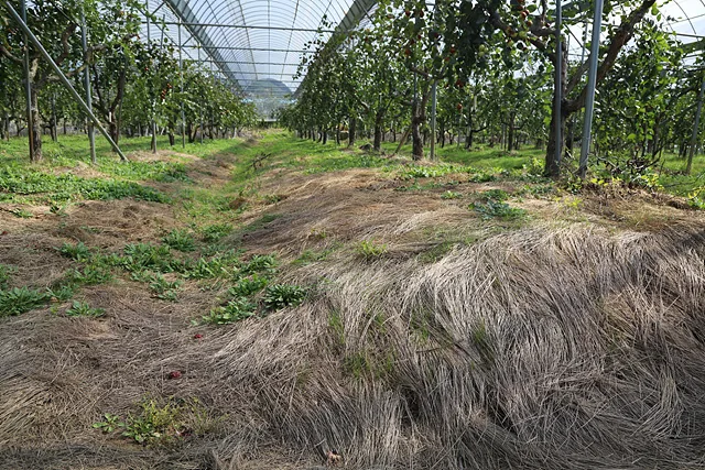 강봉춘대표는 들목새 초생재배를 통해 토양 표면을 덮어 대추나무를 재배하고 있다 (2)