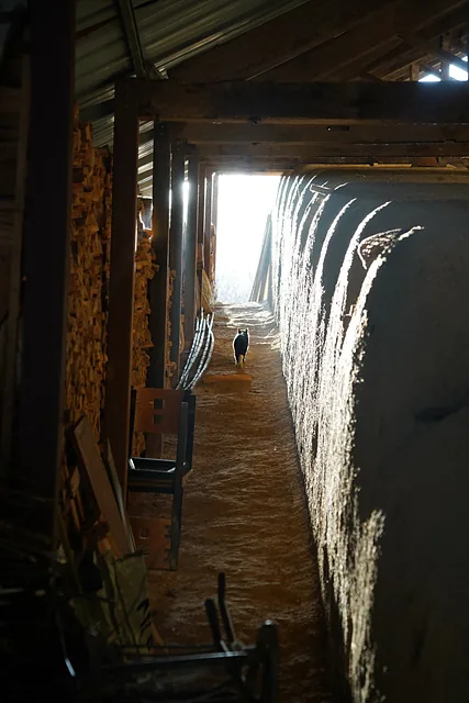 불 떼지 않을 때는 고양이들의 놀이터가 되는 가마