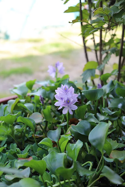봄, 여름에는 꽃으로 가득했을 마당. 가을인데도 여전히 할머니가 아끼는 꽃들이 피어있다 (5)