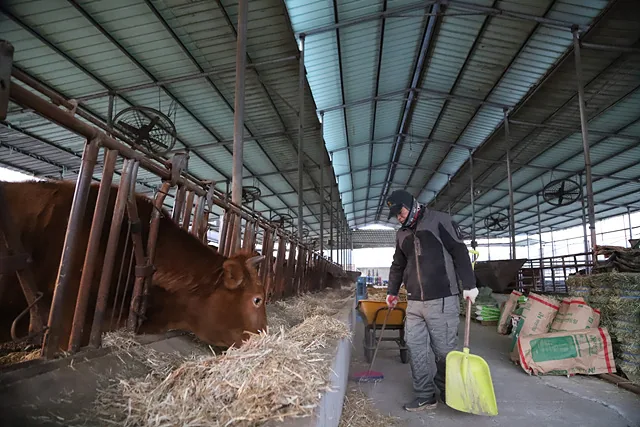 박일진 씨가 소밥을 주고 있는 모습