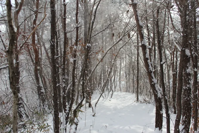 [풍경] 하얀 이불을 덮어 쓴 추운겨울의 나목들