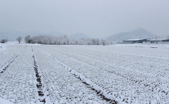 [풍경] 눈 속에서도 움트는 생명