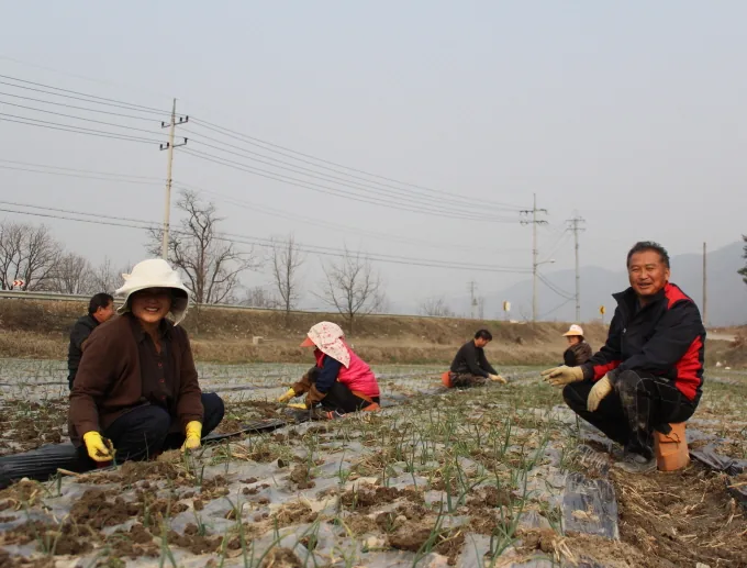 [포토뉴스] 화창한 봄날, 양파밭 손질 분주한 손길