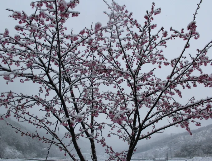 [포토뉴스] 4월 20일 곡우에 내린 눈