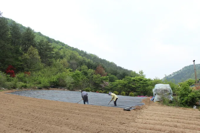 [풍경] 고추밭 만드는 부부