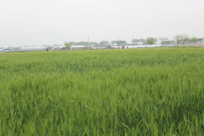 [포토뉴스] 청 보리밭 물결 아련한 추억이 생각날 때