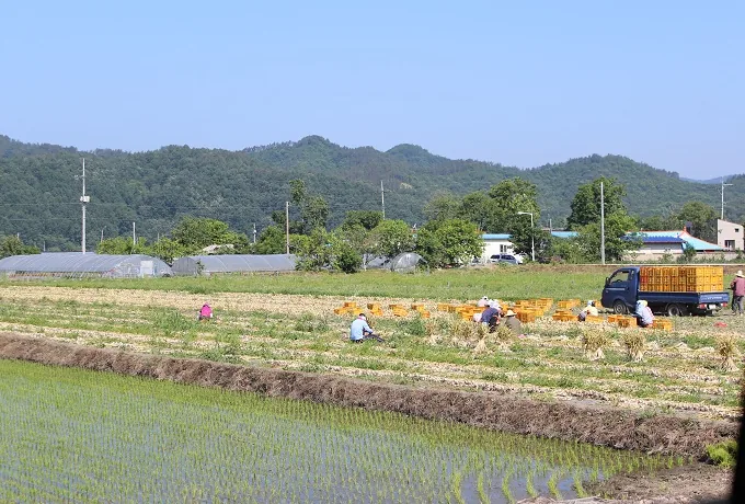 [포토뉴스] 고산 양파수확 한창