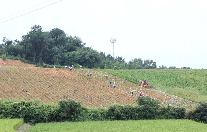 [풍경] 결실의 계절이 왔다