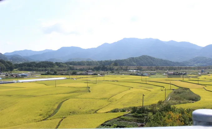 [풍경] 10월의 황금들녘