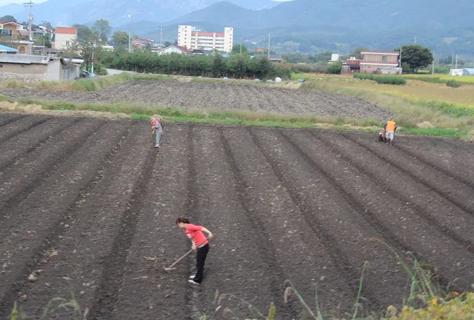 [포토뉴스] 가을, 또 다른 파종의 시작