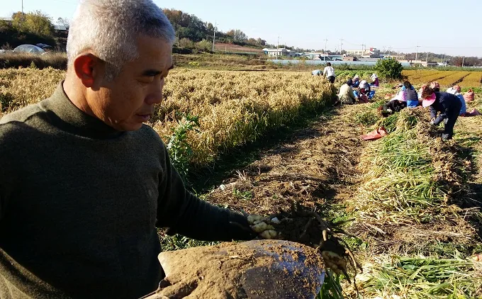 [포토뉴스] 김장철에 생강이 빠질 수 없죠