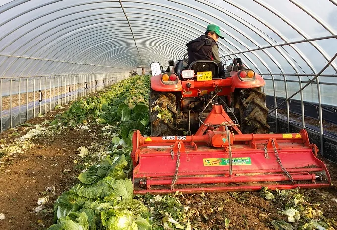 [포토뉴스] 배추야~