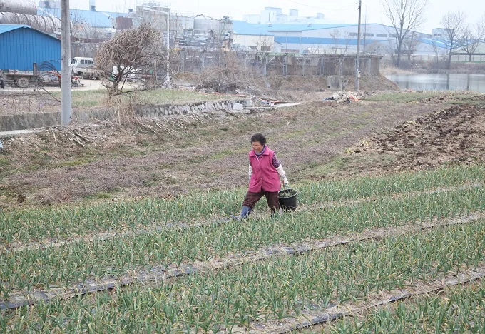 [포토뉴스] 들녘의 봄