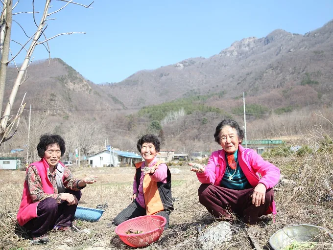 [풍경] 로컬푸드 3총사 봄을 캐다