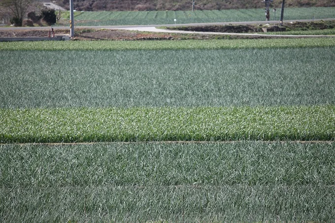 [풍경] 파도처럼 일렁이는데...