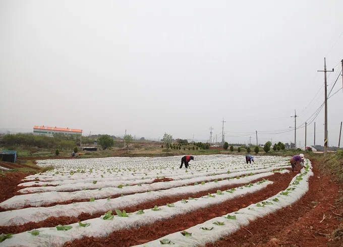 [풍경] 이서 금계마을 들녘에선...