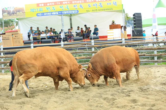 소싸움 마을풍경