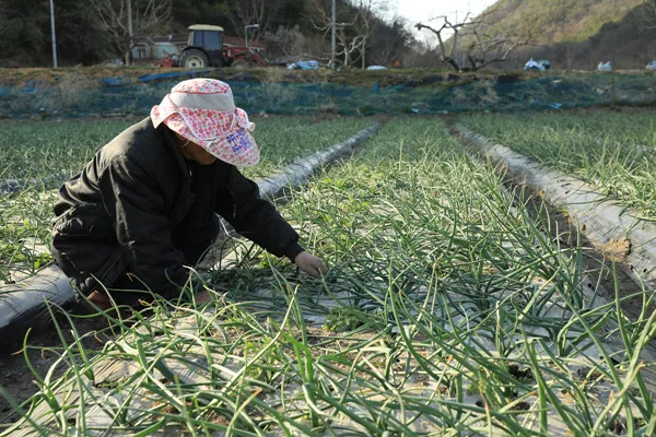 화산면 양파 부추 (10)
