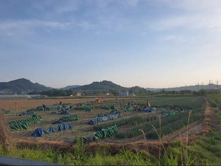 봄이 되어 수확기를 맞이하다