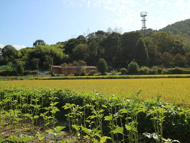 익어가는 벼 (1)