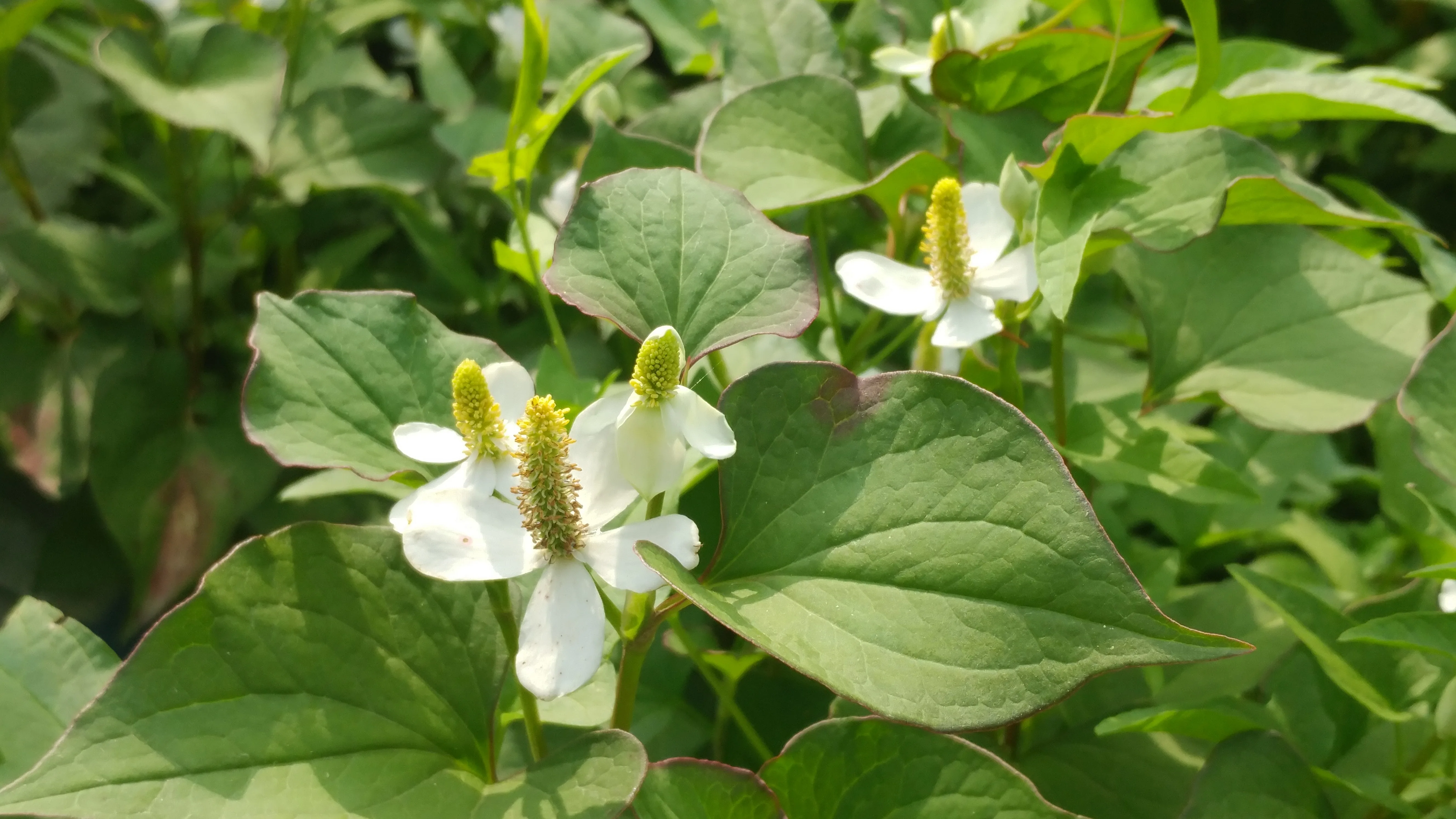 KakaoTalk 20160626 191048580