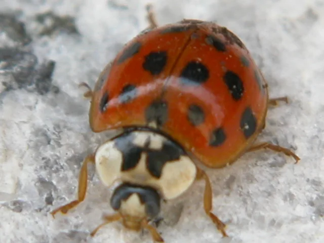 무당벌레 이근석