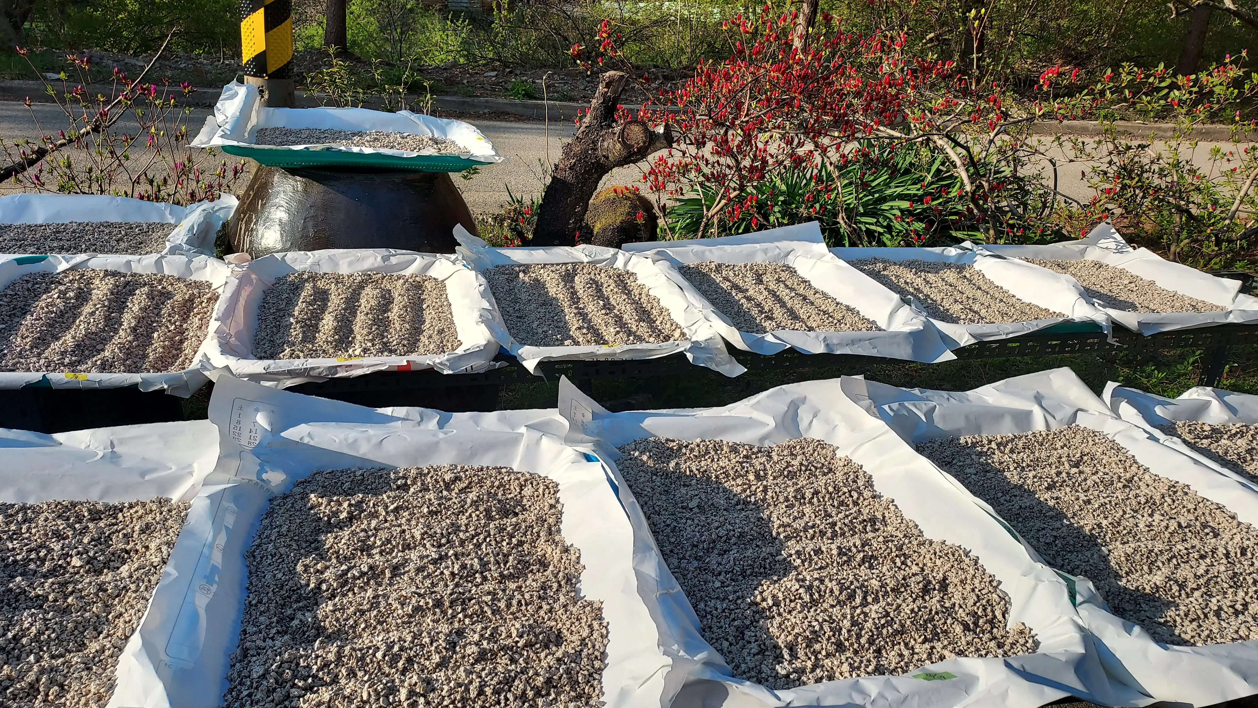 동상 김유녀 씨의 누룩 법제