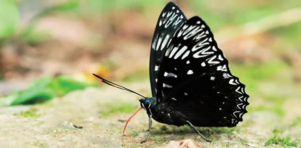 사진출처 네이버카페 lovessym