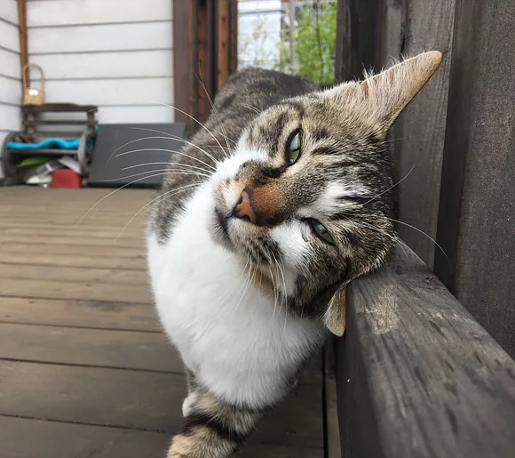그윽한 표정의 고등어