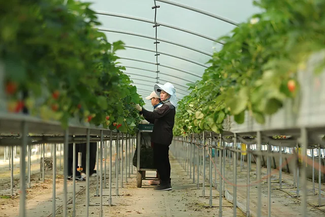 로날린, 주디스 씨가 일하고 있다