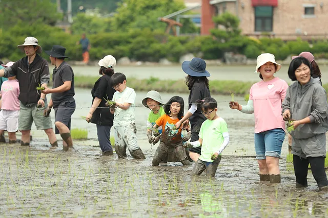 모내기 (6)