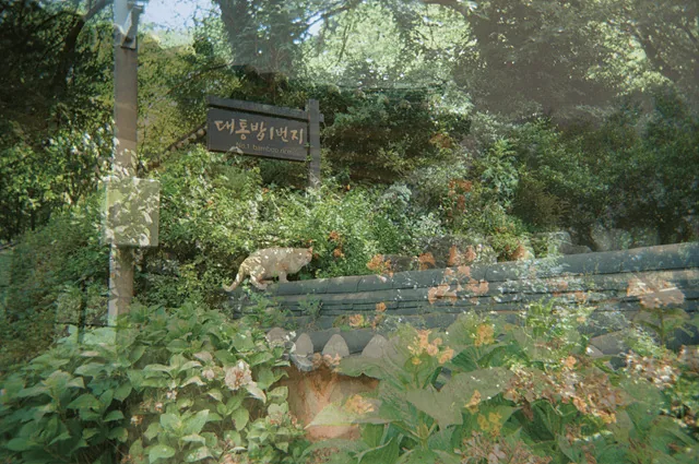 아롱다롱 작품사진 2 1.오성한옥마을 입구 고양이