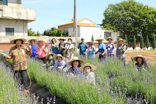 #라벤더 단체 (2)