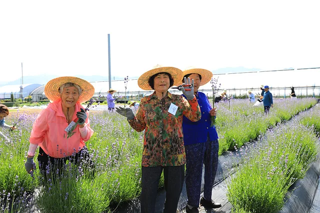 라벤더를 수확하는 참여자들