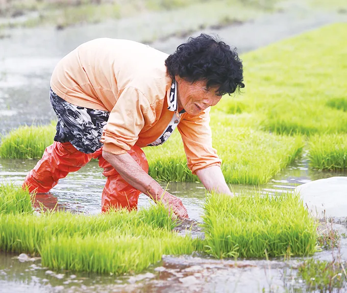 6 안병임할머니