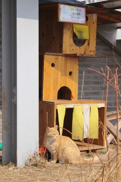 고양이쉼터1 서쪽숲